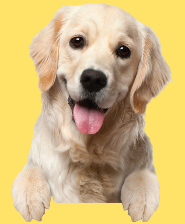 dog-img